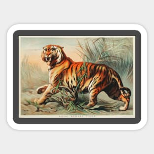 19th century Royal Bengal tiger chromolithograph Sticker